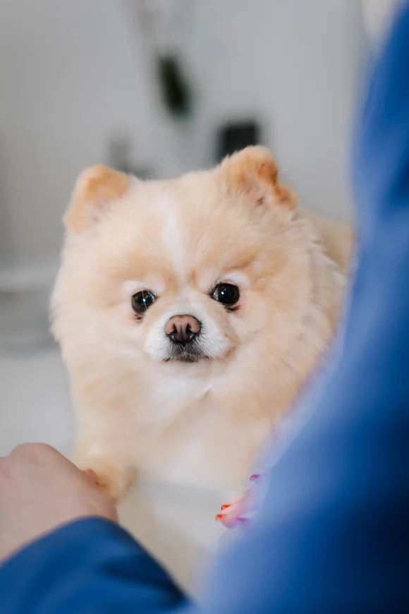 Chapa – Bürohund