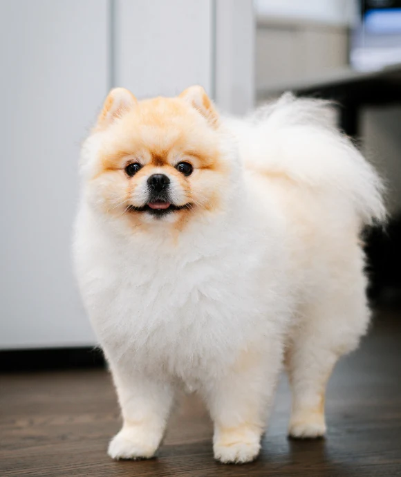 Tyson – Bürohund